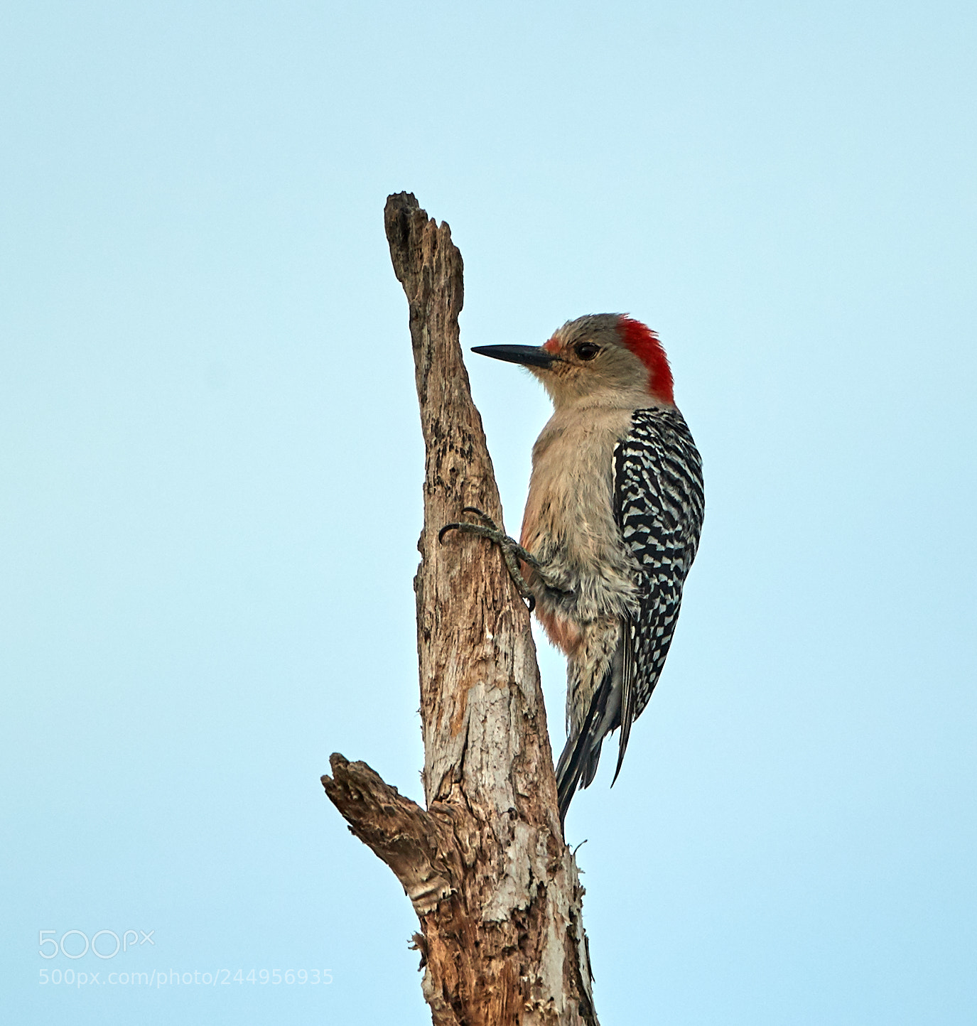 Canon EOS-1D X Mark II sample photo. 02-04-18-0002198.jpg photography