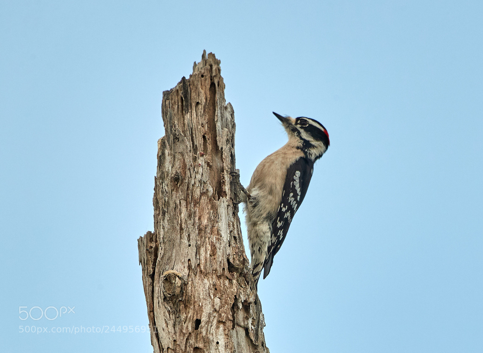 Canon EOS-1D X Mark II sample photo. 02-04-18-0002180.jpg photography