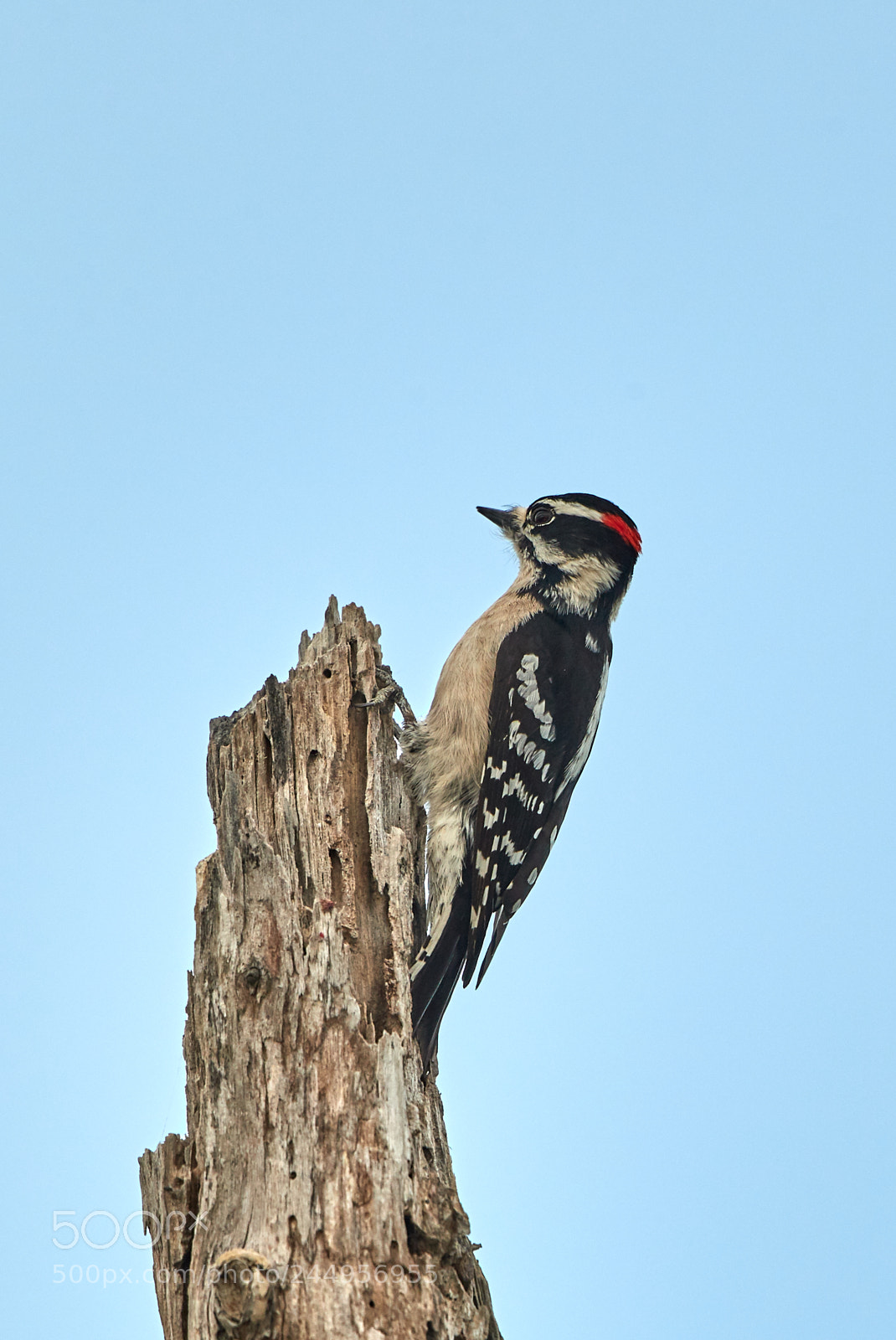 Canon EOS-1D X Mark II sample photo. 02-04-18-0002179.jpg photography