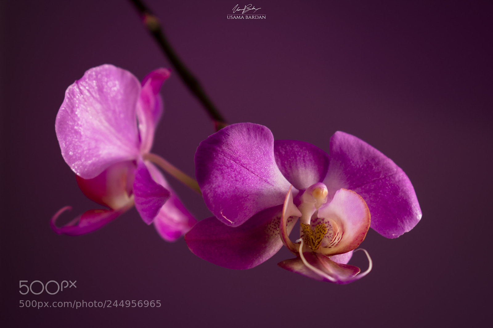 Nikon D3400 sample photo. Orchid photography