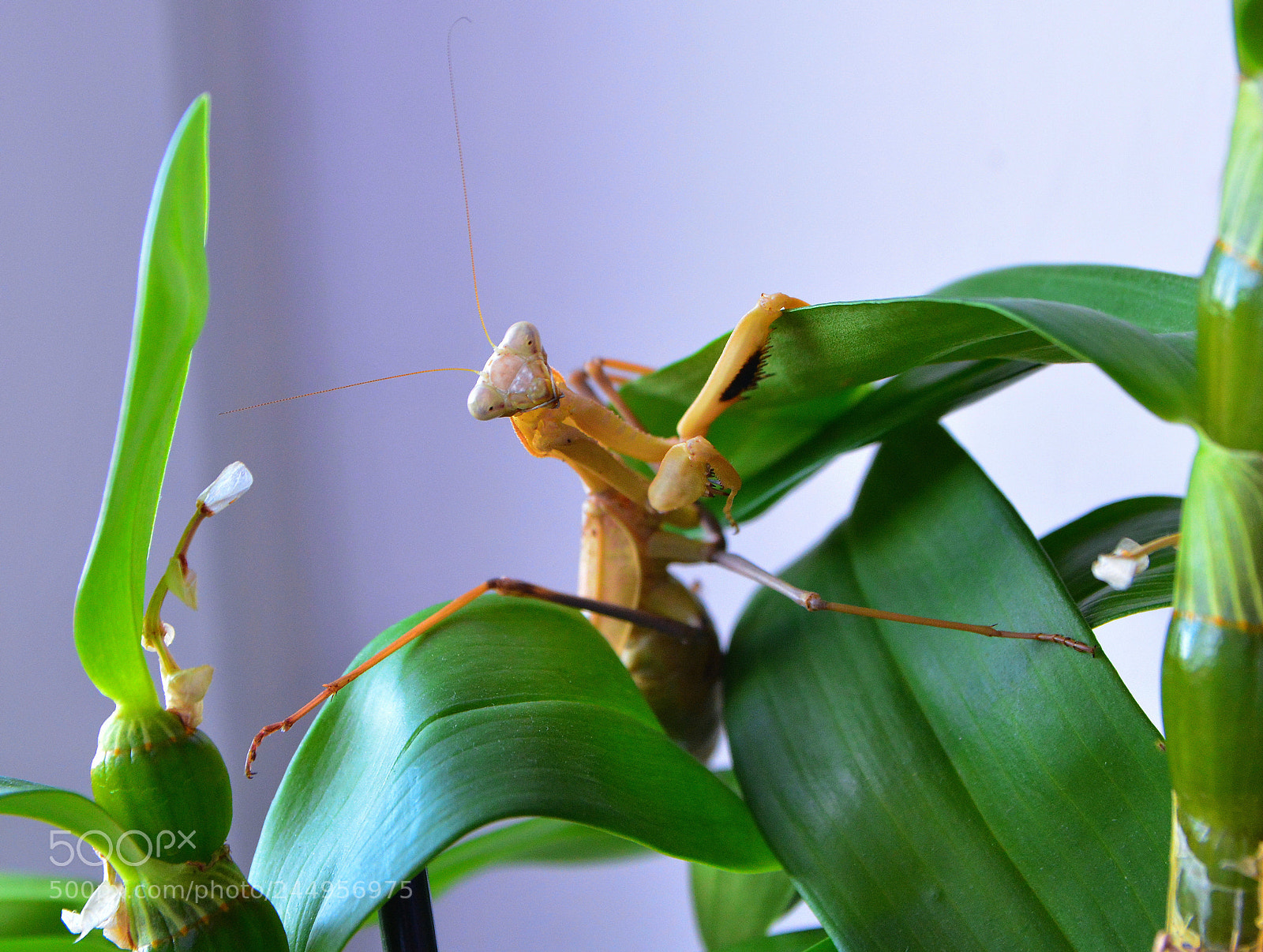 Nikon D7100 sample photo. Edited photography