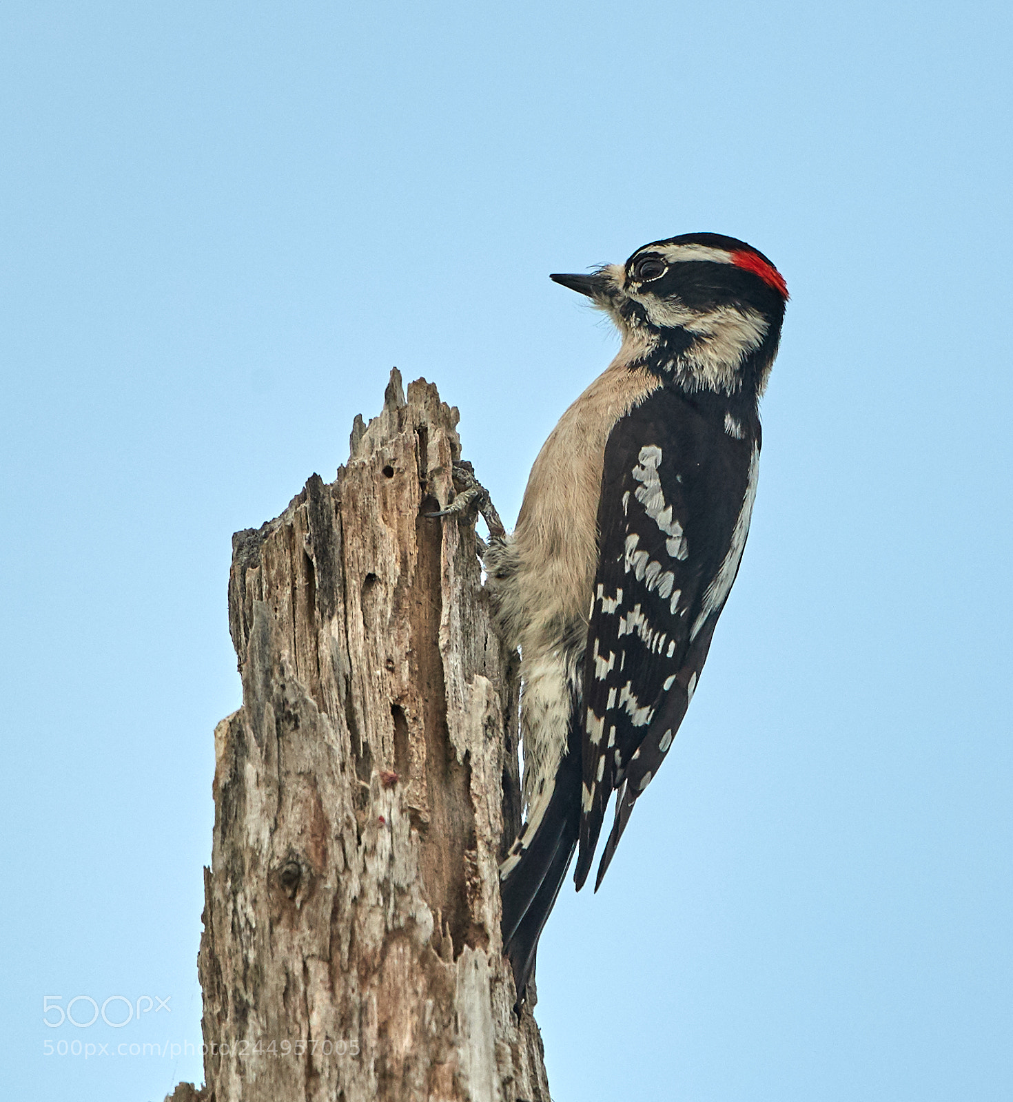 Canon EOS-1D X Mark II sample photo. 02-04-18-0002178.jpg photography