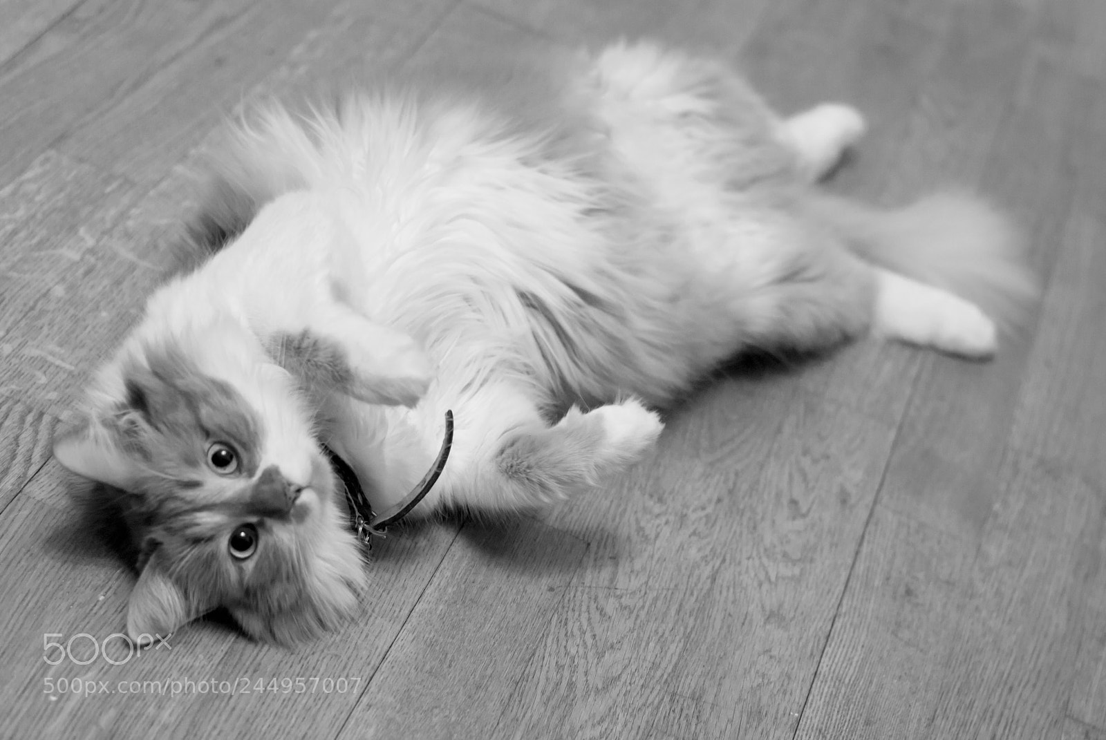 Nikon D3000 sample photo. Untitled photography