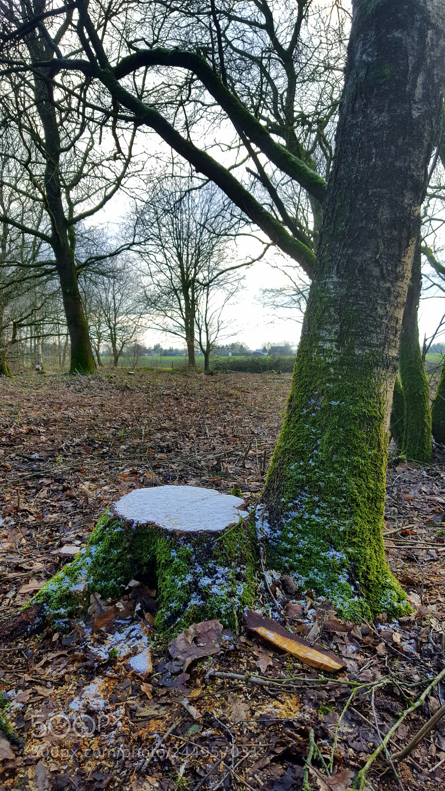 Samsung Galaxy S6 sample photo. Frozen tree stump photography