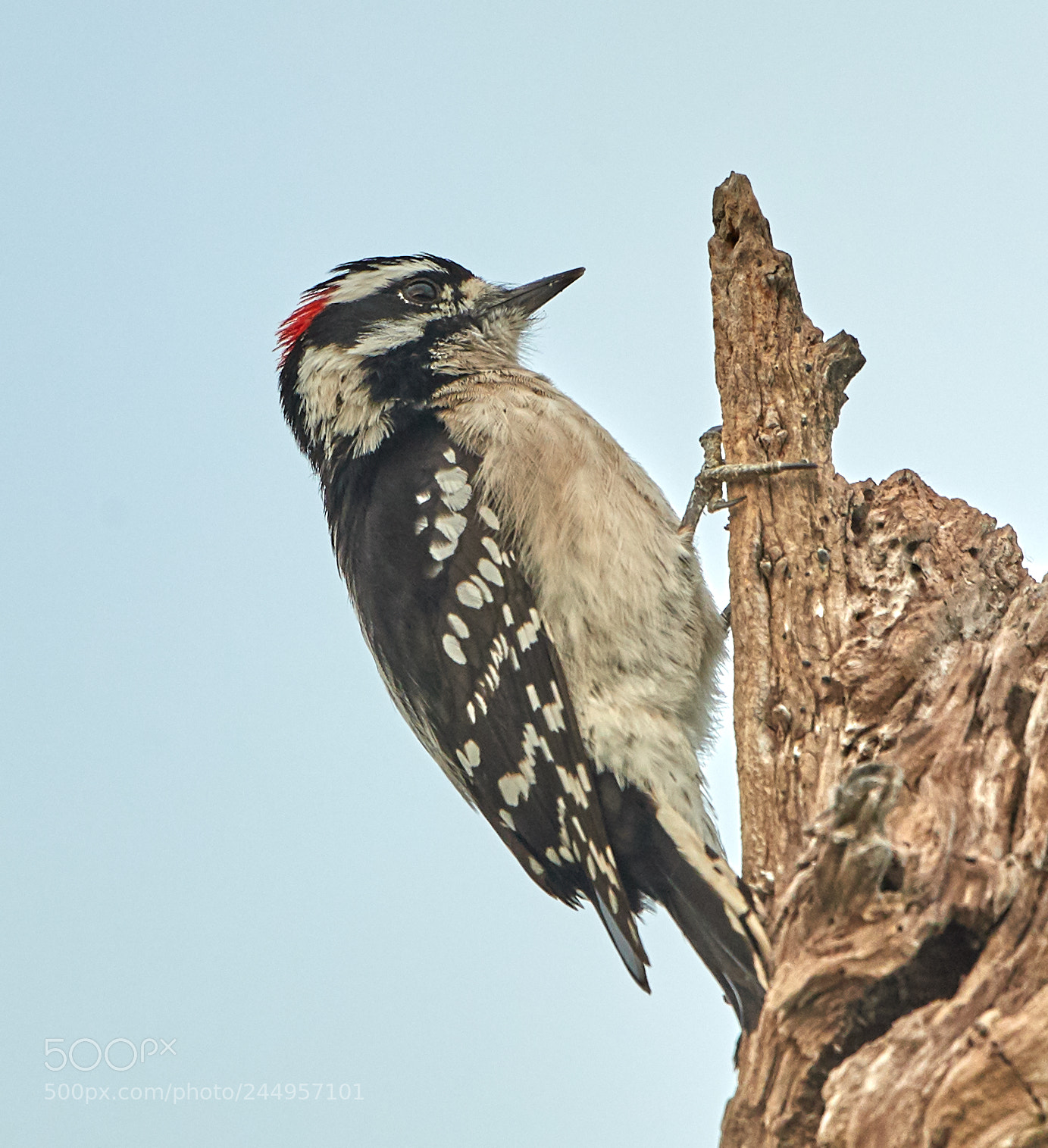 Canon EOS-1D X Mark II sample photo. 02-04-18-0002162.jpg photography