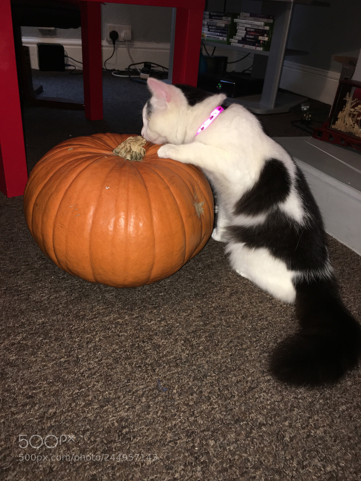 Apple iPhone 6s Plus sample photo. Pumpkin season erryday photography
