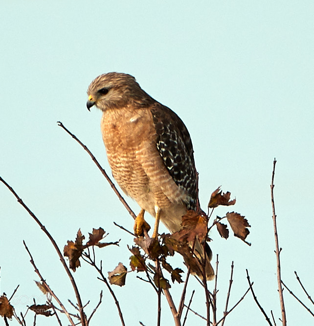 Canon EOS-1D X Mark II sample photo. 02-04-18-0002141.jpg photography