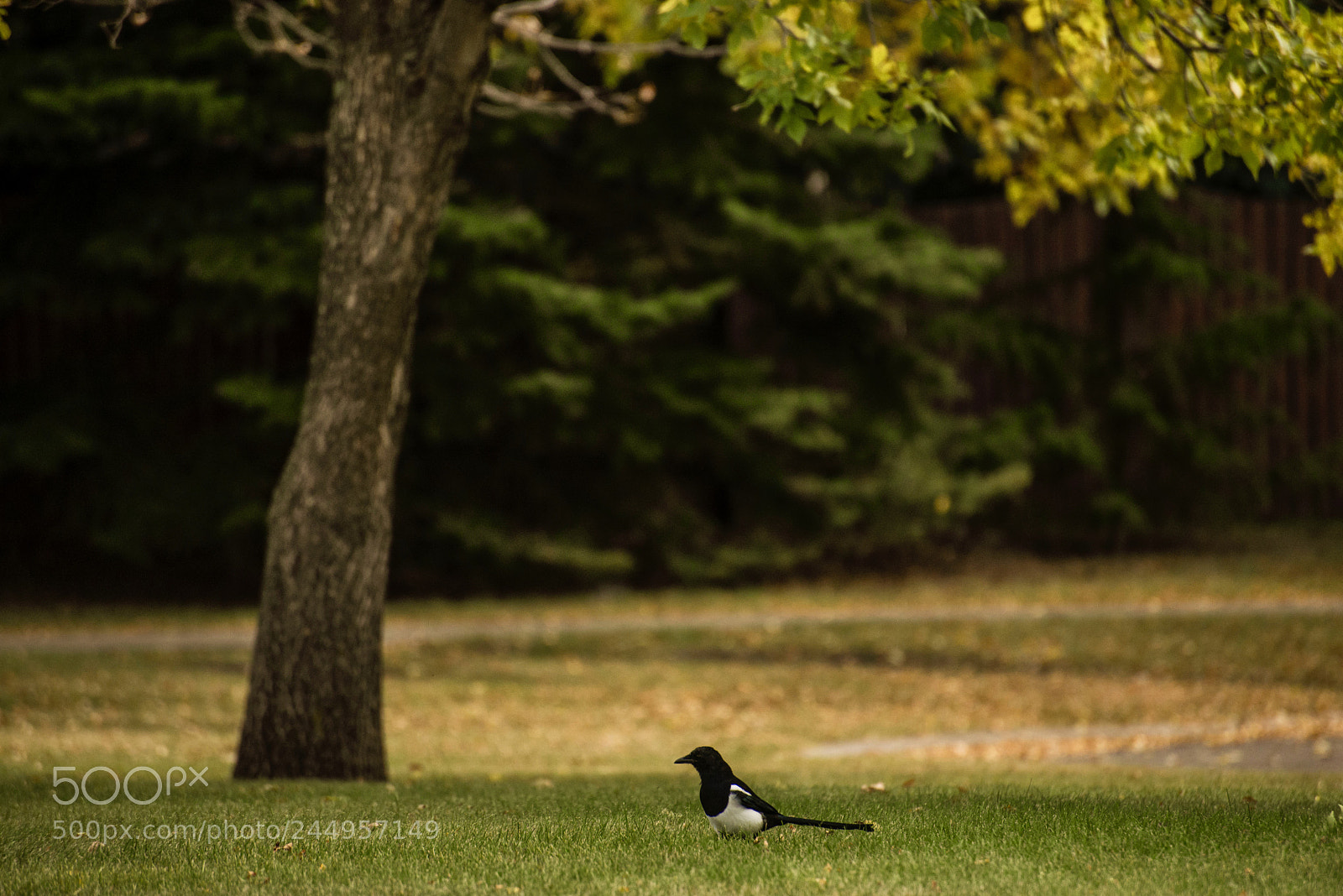 Nikon D610 sample photo. Untitled photography