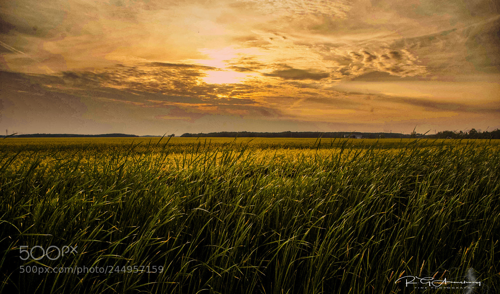 Pentax K200D sample photo. Summer evening fields photography