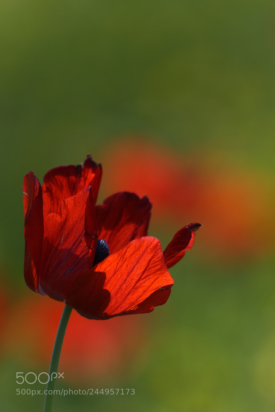 Nikon AF-S Nikkor 200-500mm F5.6E ED VR sample photo. Spring flora photography