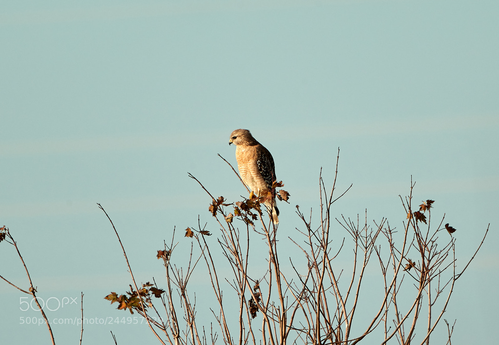 Canon EOS-1D X Mark II sample photo. 02-04-18-0002125.jpg photography