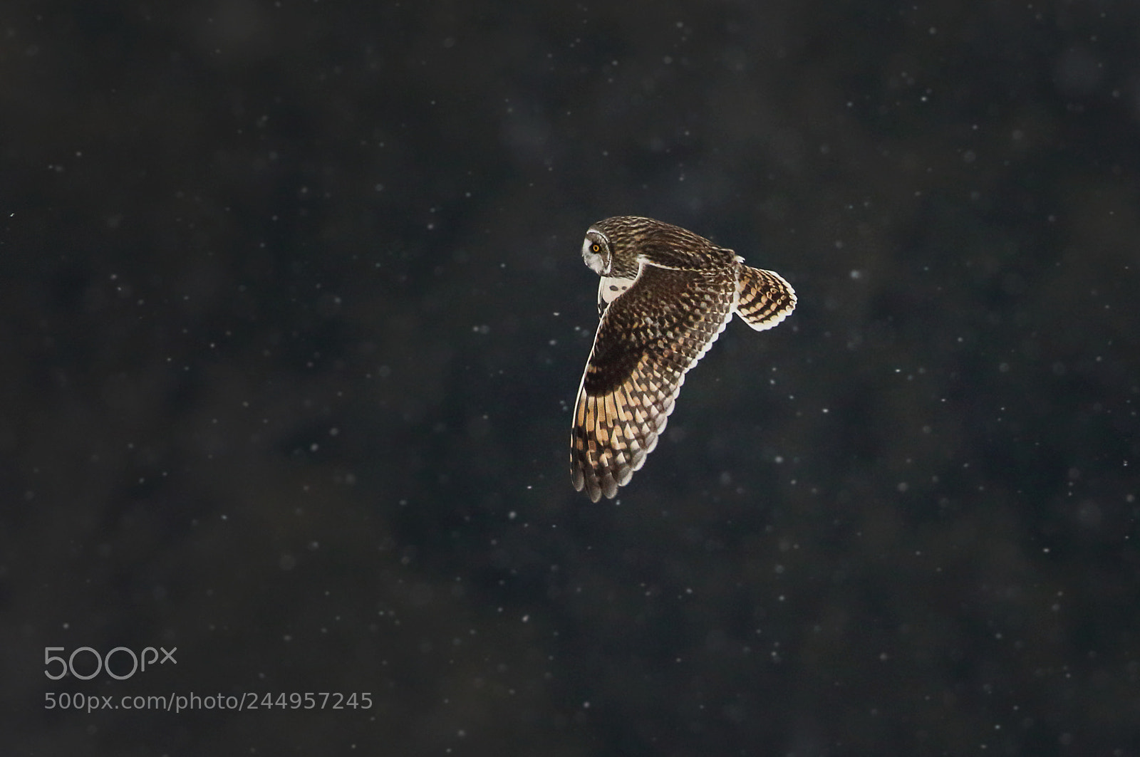 Canon EOS 7D Mark II sample photo. Flurries photography