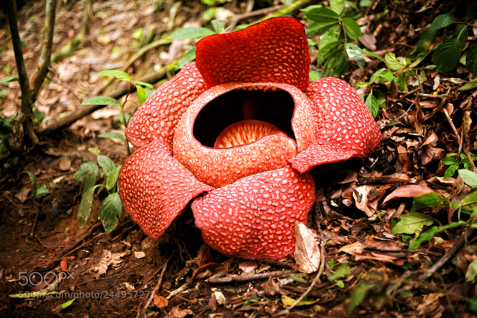 Canon EOS 5D sample photo. Untitled photography