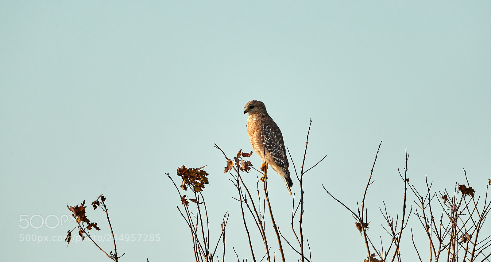 Canon EOS-1D X Mark II sample photo. 02-04-18-0002105.jpg photography
