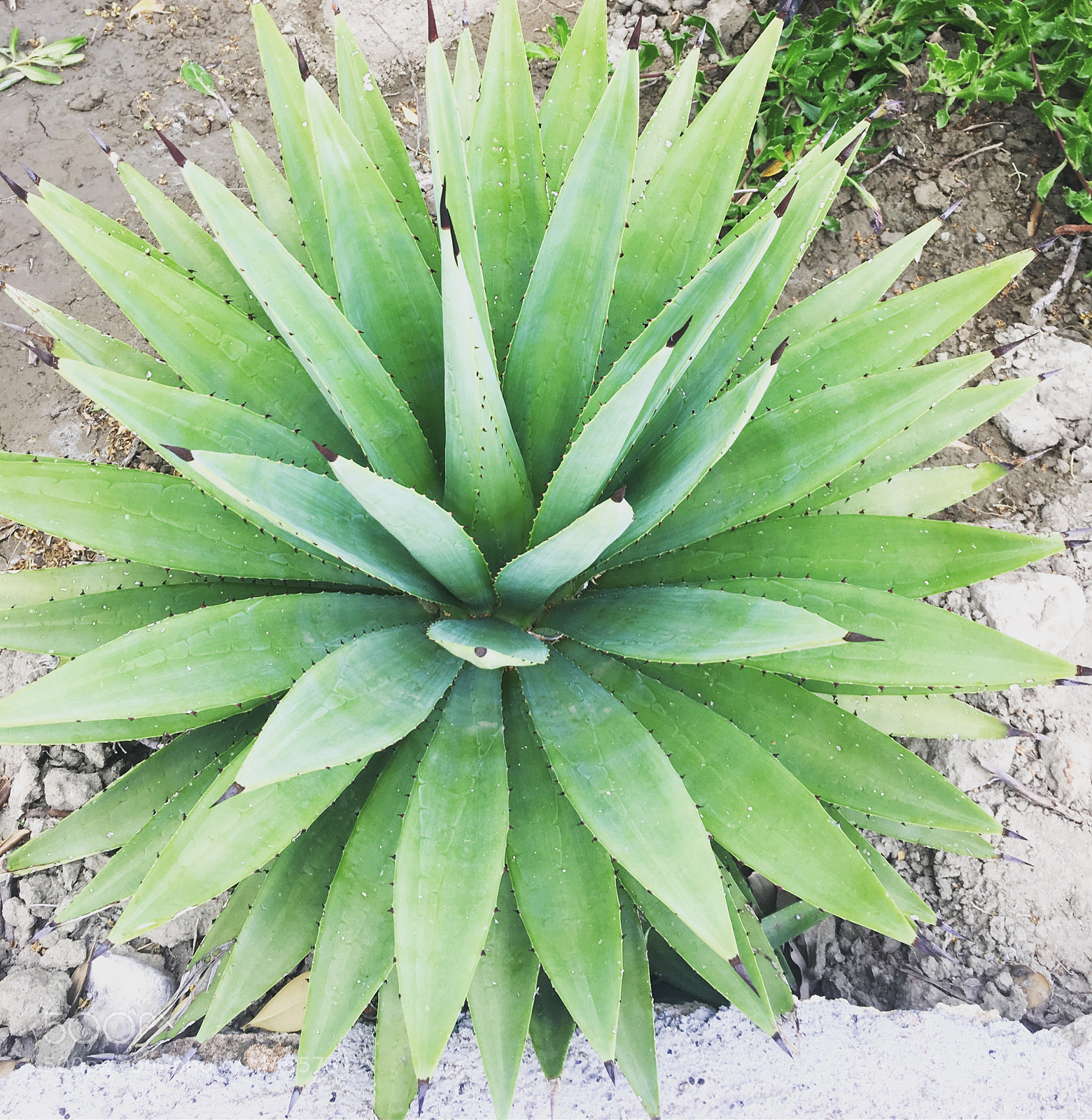 Apple iPhone 6s Plus sample photo. Cacti in greece photography