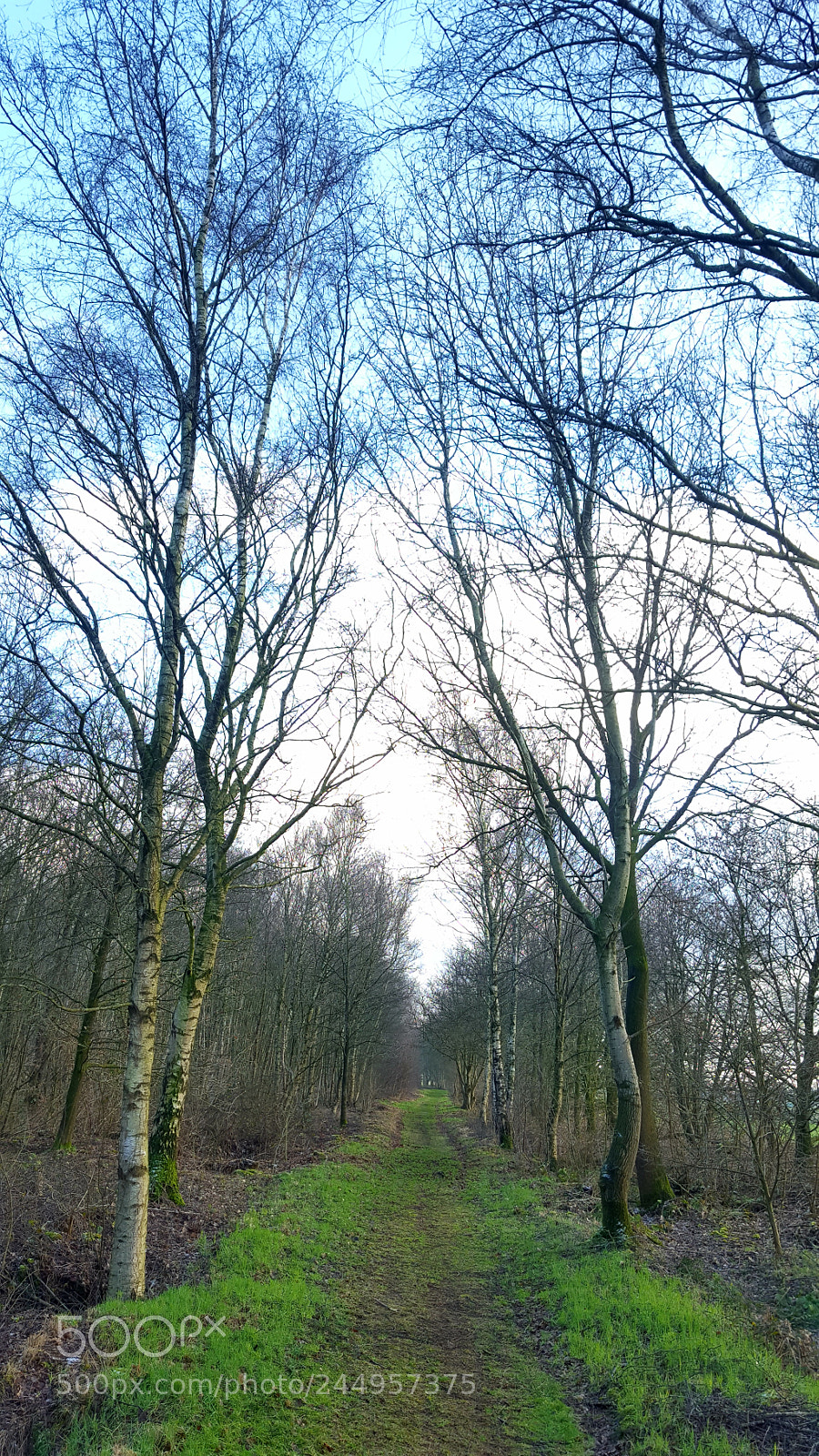 Samsung Galaxy S6 sample photo. Birches along the trail photography