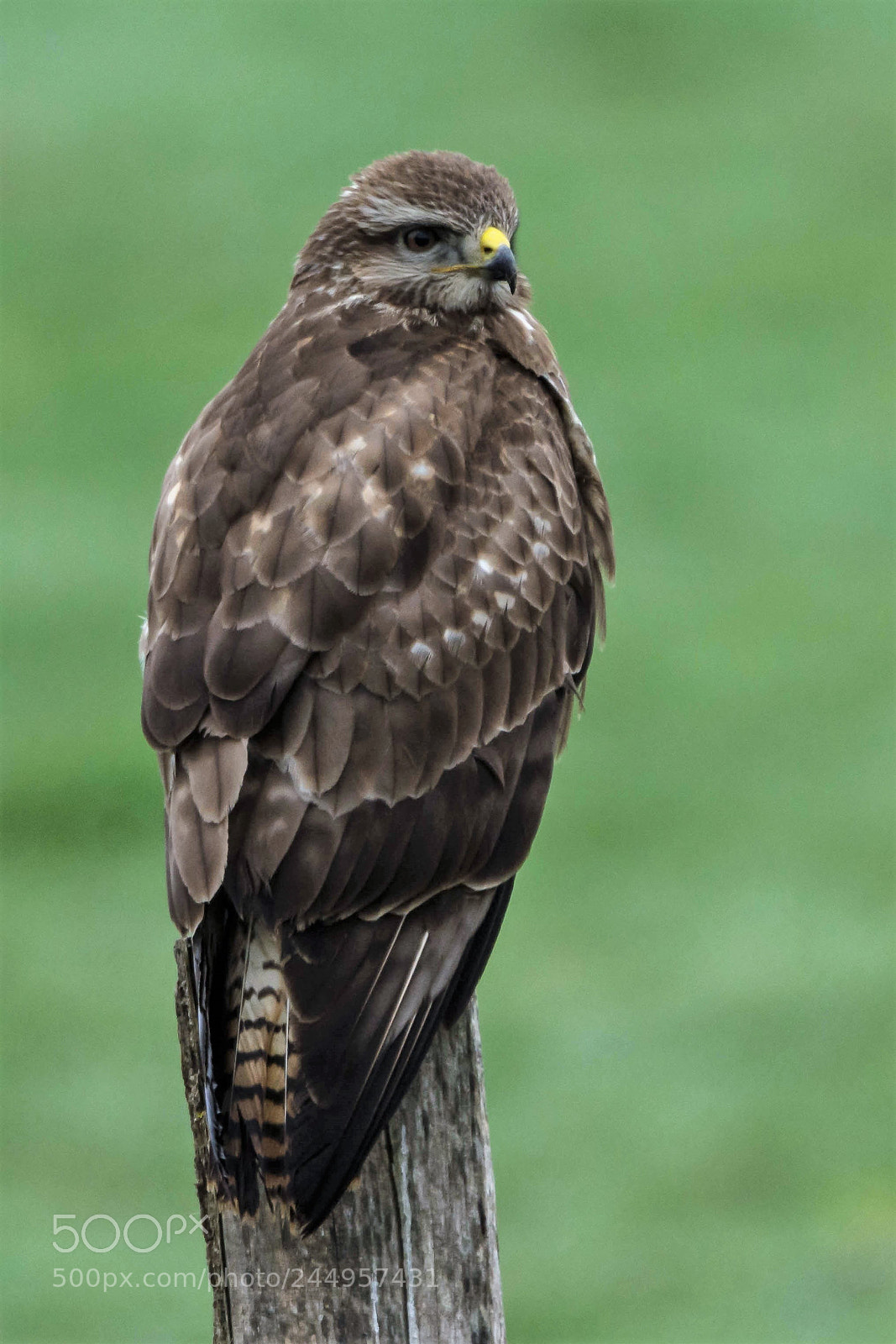 Nikon D7200 sample photo. Common buzzard photography