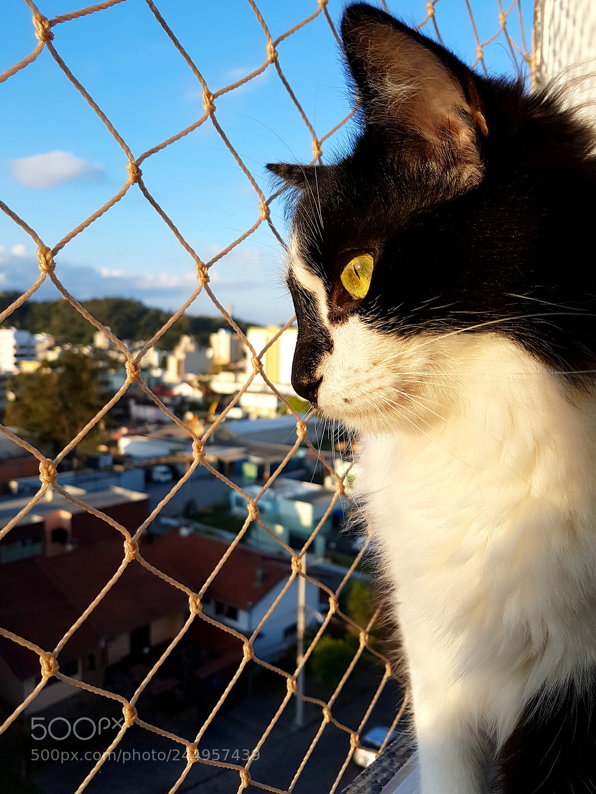Samsung Galaxy S7 sample photo. Thor, the crazy cat! photography