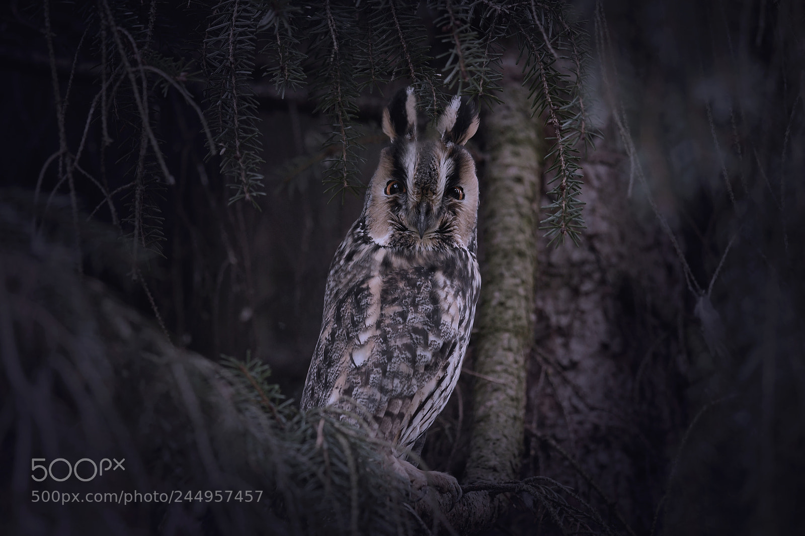 Nikon D500 sample photo. Long-eared owl photography