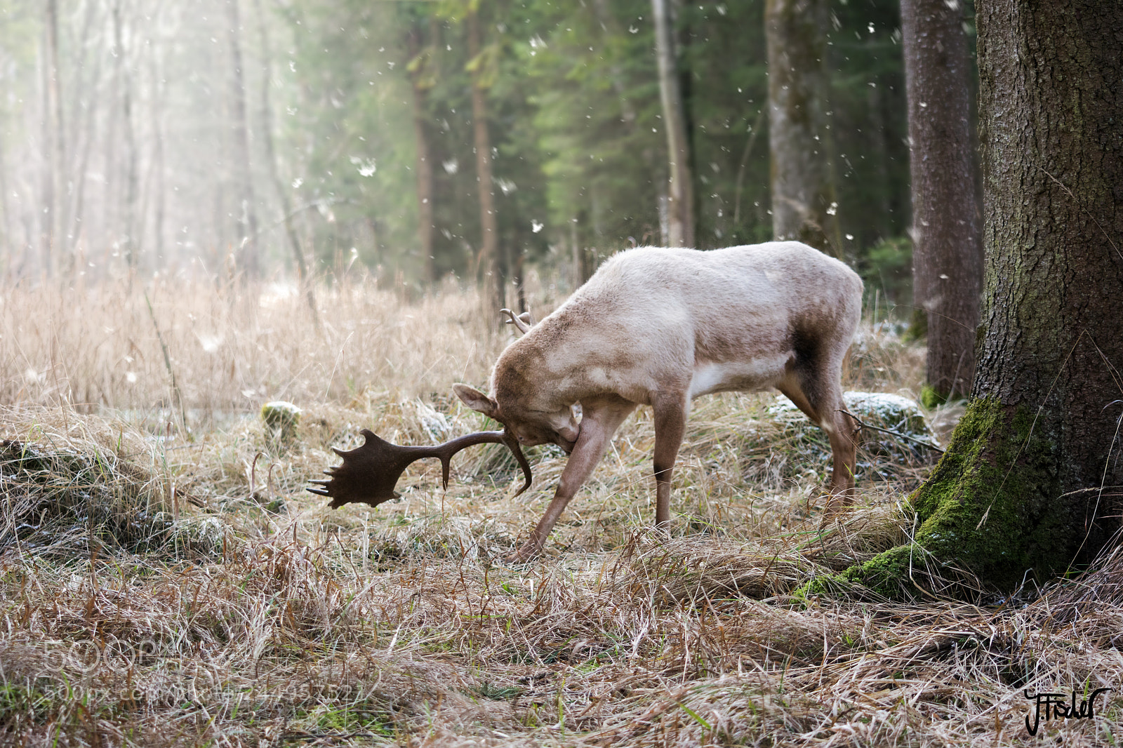 Nikon D7100 sample photo. Wild deer photography