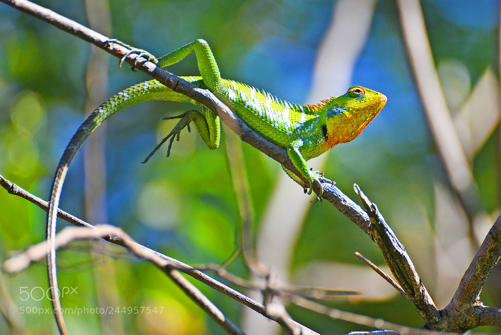 Nikon D800 sample photo. X photography