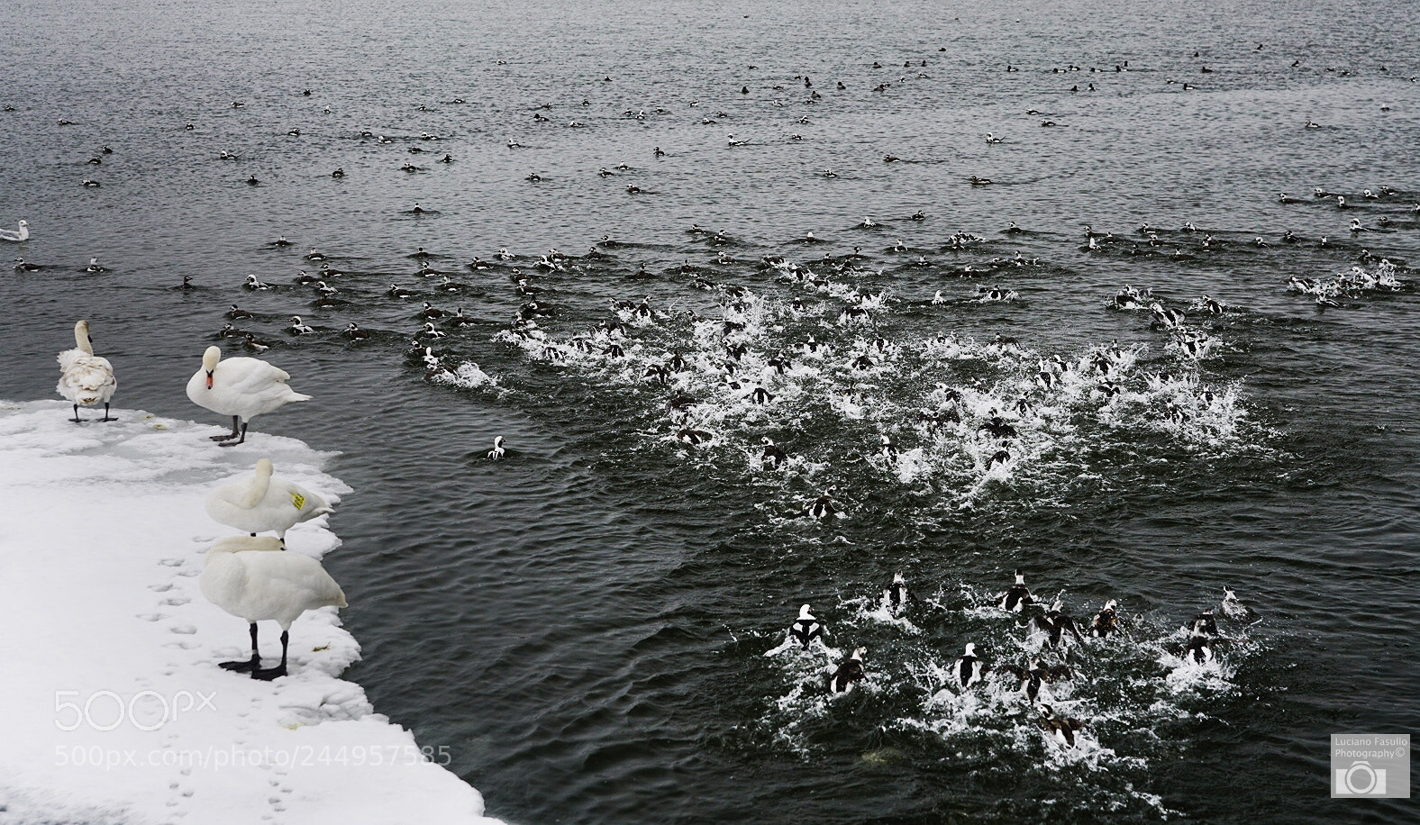 Sony a7R II sample photo. Water & ice fowl photography