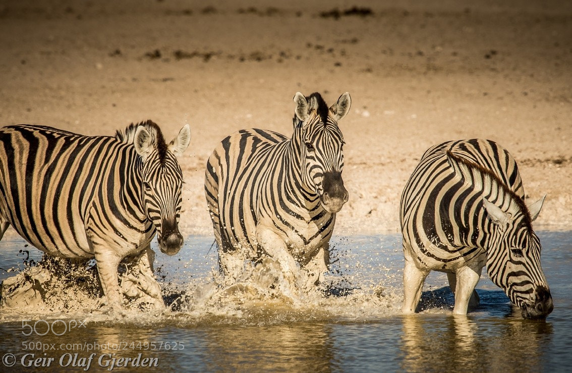 Nikon D600 sample photo. Zebras photography