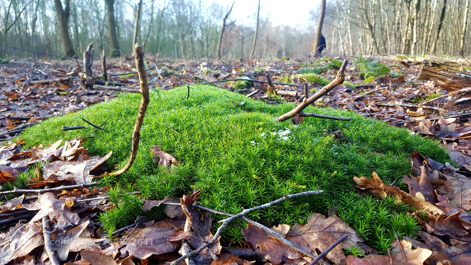 Samsung Galaxy S6 sample photo. Moss between the leaves photography