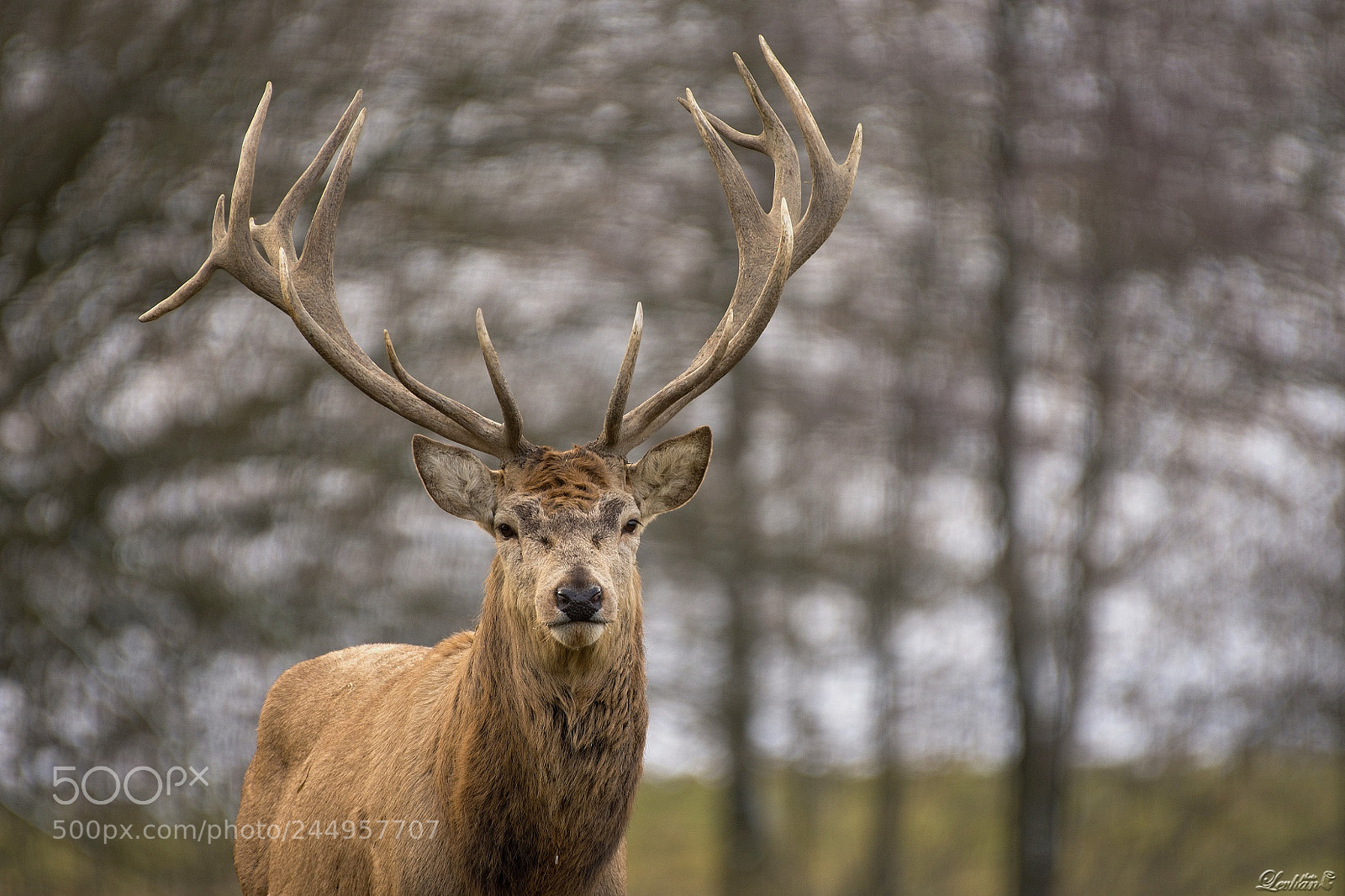 Nikon D7200 sample photo. Deer photography