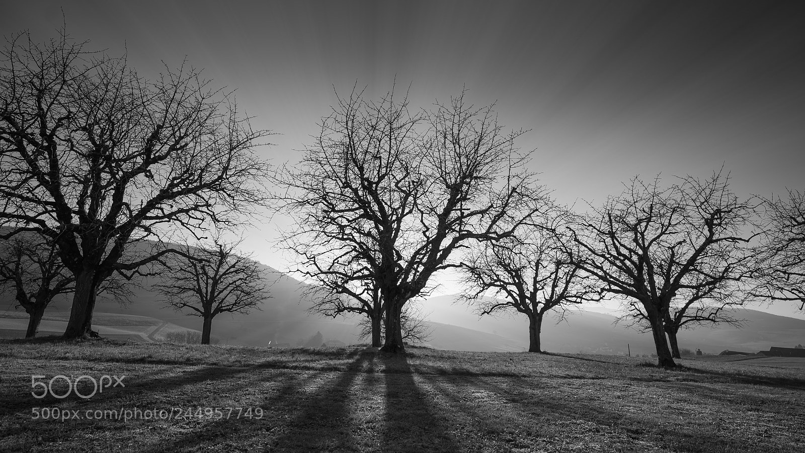 Sony a7S II sample photo. B&w trees photography