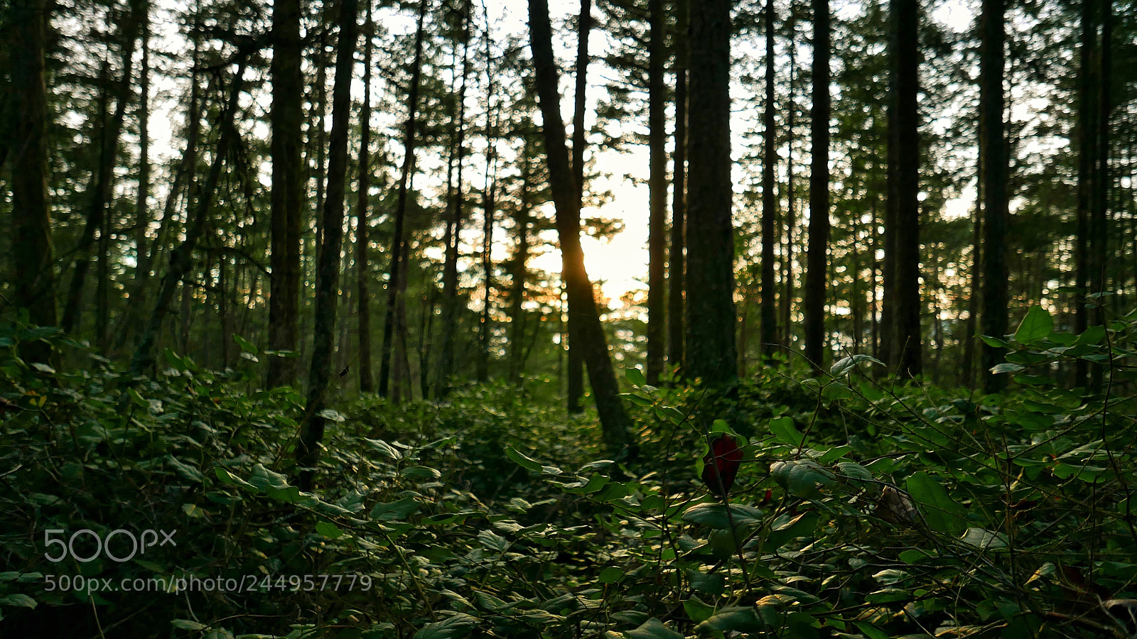 Panasonic Lumix DMC-LX100 sample photo. Deeper into the wood photography