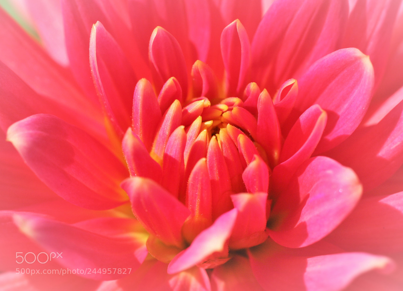 Canon EOS 350D (EOS Digital Rebel XT / EOS Kiss Digital N) sample photo. Dahlia flower core () photography