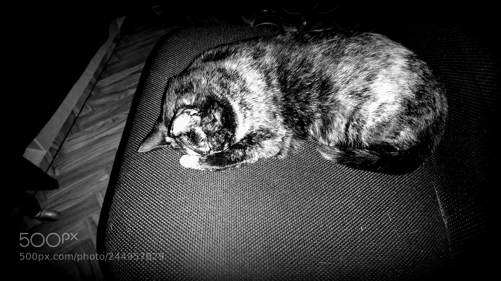 Sony Xperia XZ sample photo. Sleeping cat photography