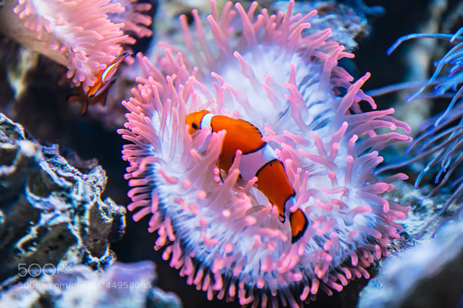 Canon EOS 5DS R sample photo. Find nemo photography