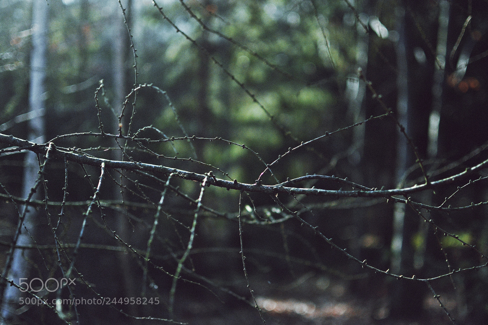 Nikon D3100 + Nikon AF-S DX Nikkor 35mm F1.8G sample photo. Mysterious photography
