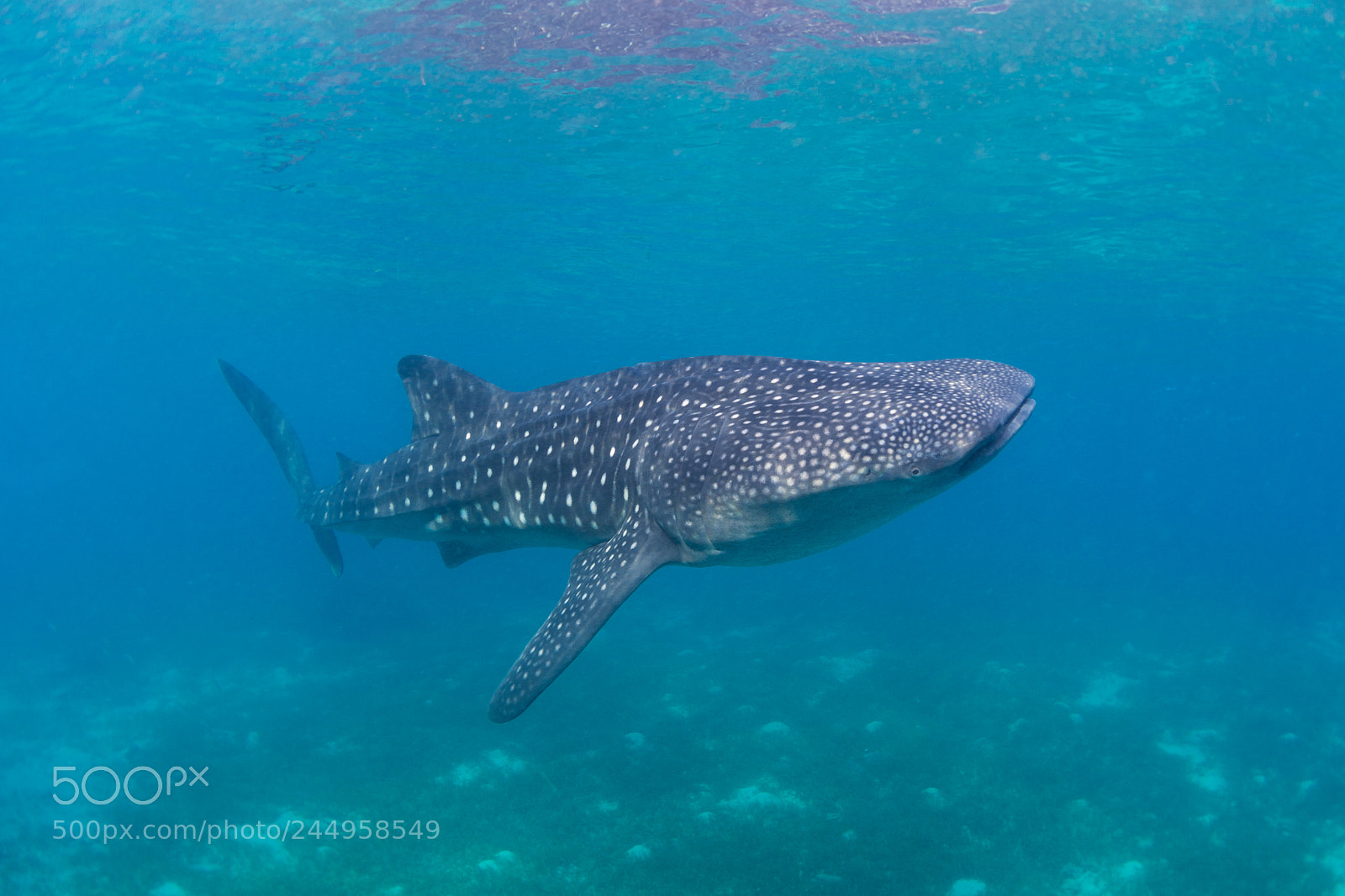Nikon D7100 sample photo. Whale shark  photography