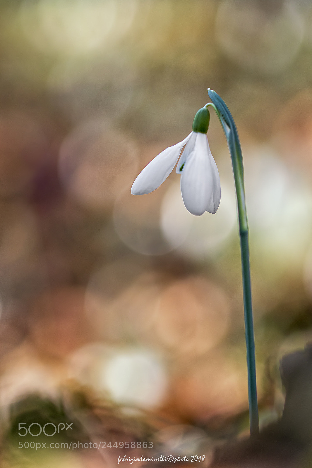 Canon EOS 7D Mark II sample photo. Bucaneve photography