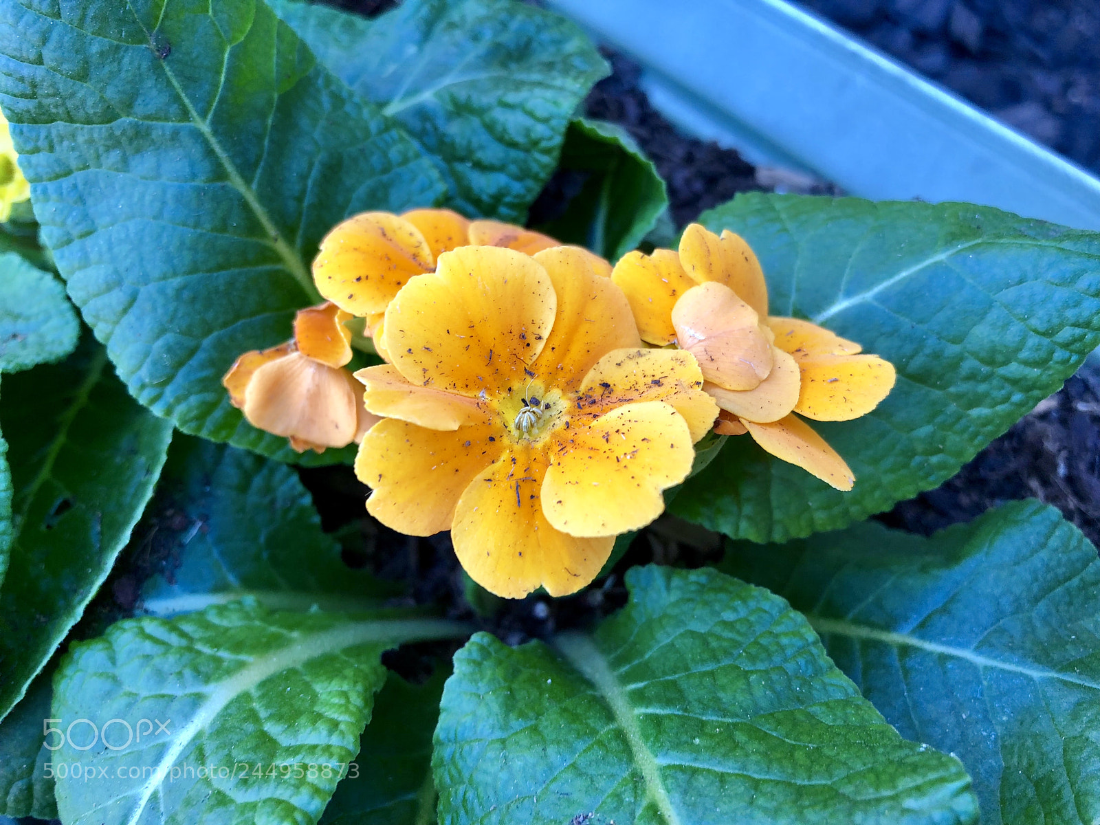 Apple iPhone X sample photo. Just pretty photography