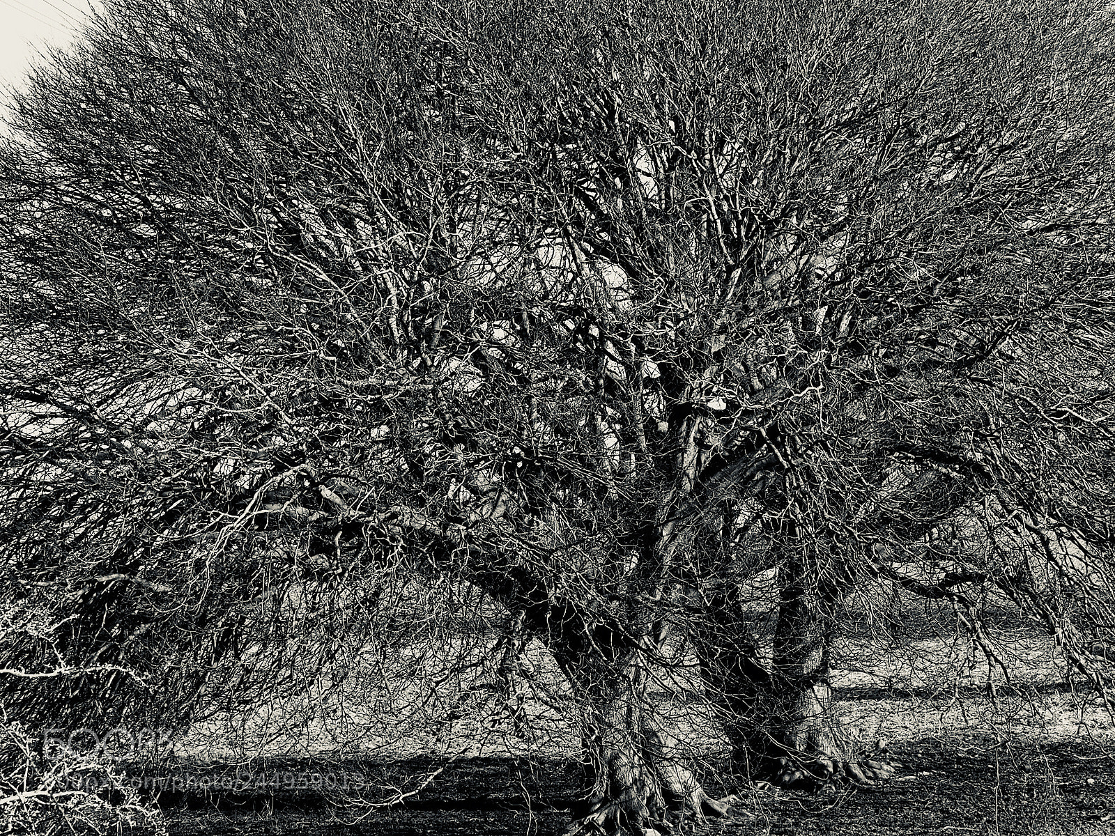 Olympus OM-D E-M5 sample photo. Winter trees in sunlight photography