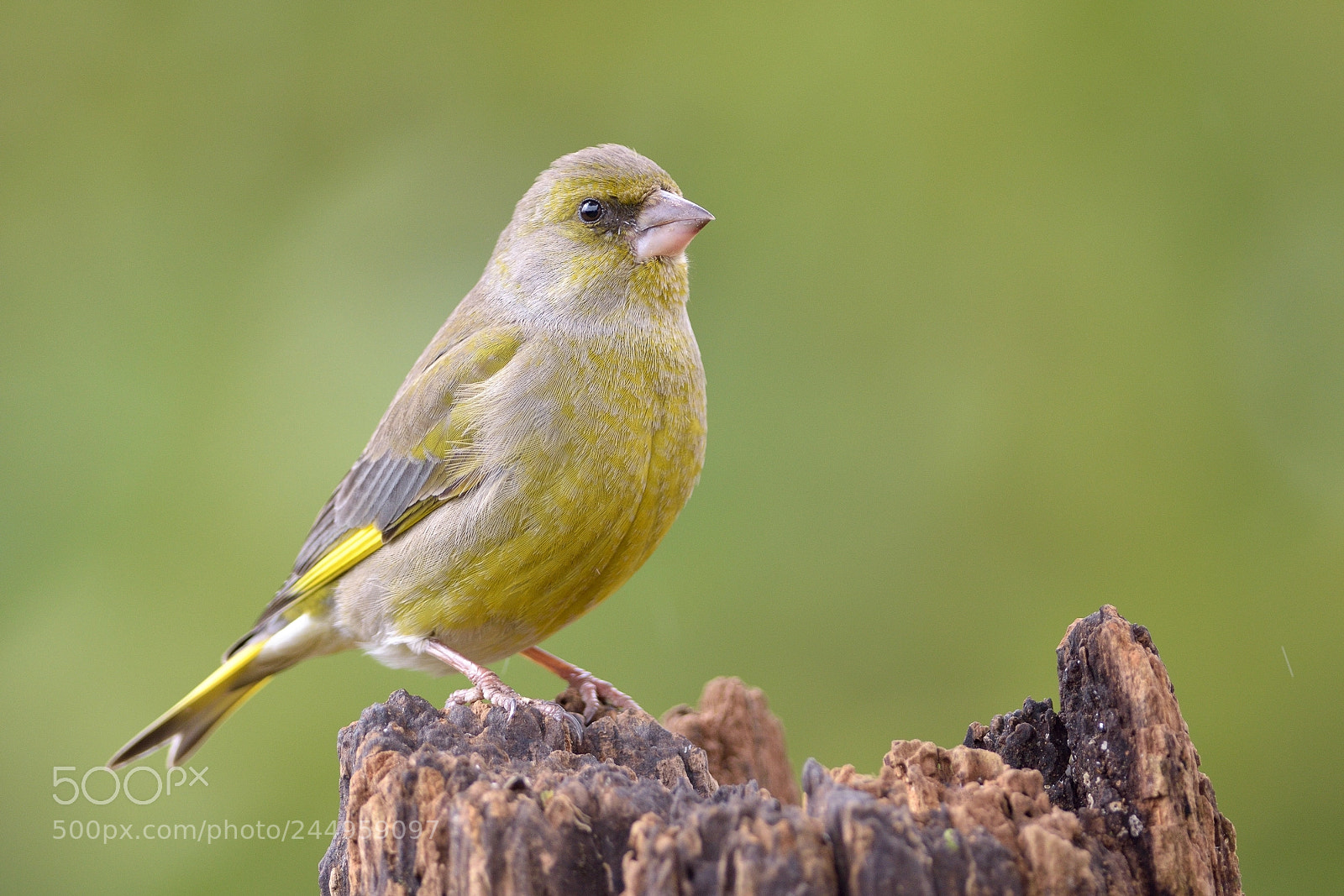 Nikon D7200 sample photo. Young greenfinch photography