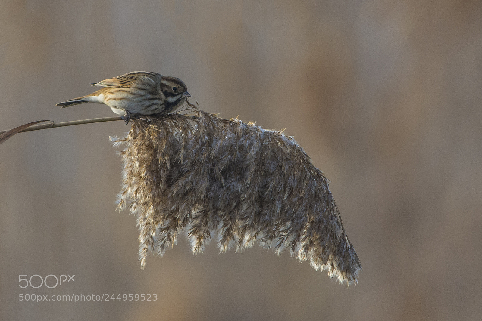 Nikon D7100 sample photo. Common reed bunting photography