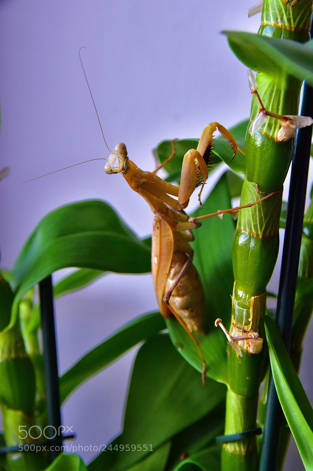 Nikon D810 sample photo. Dsc photography