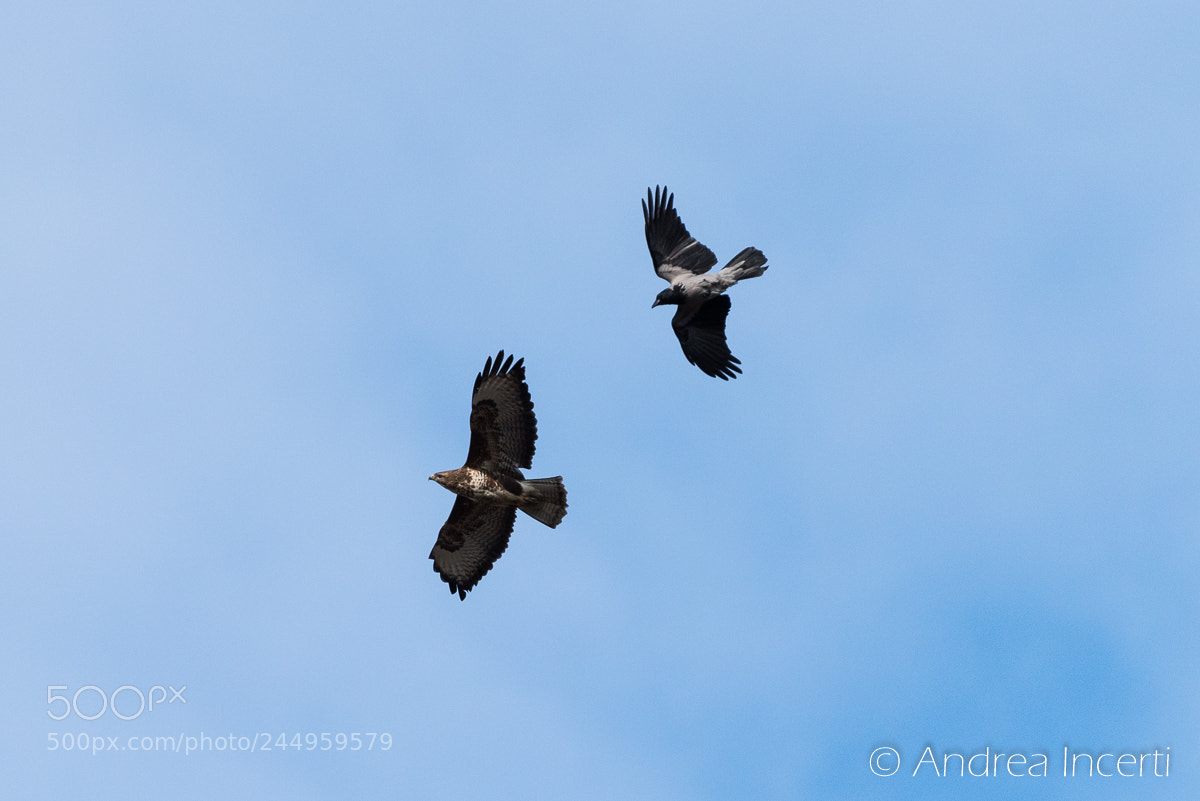 Nikon D810 sample photo. Combat in flight photography
