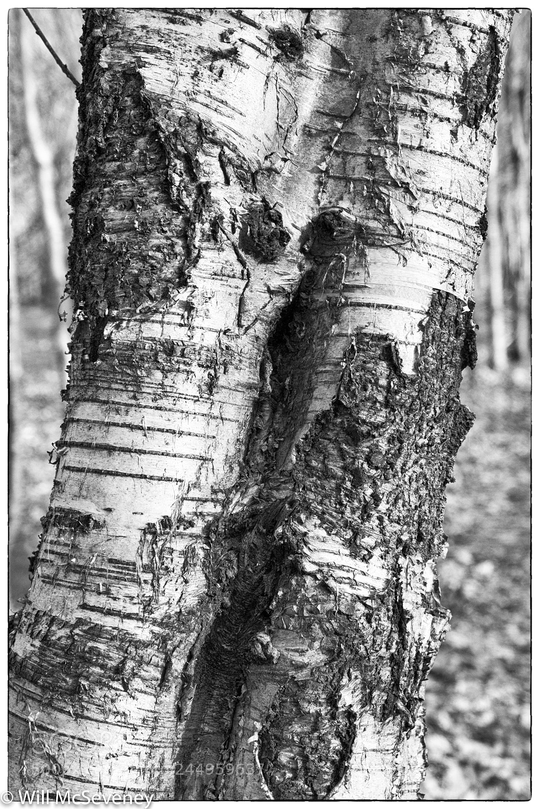 Fujifilm X-T2 sample photo. Tree 2 photography