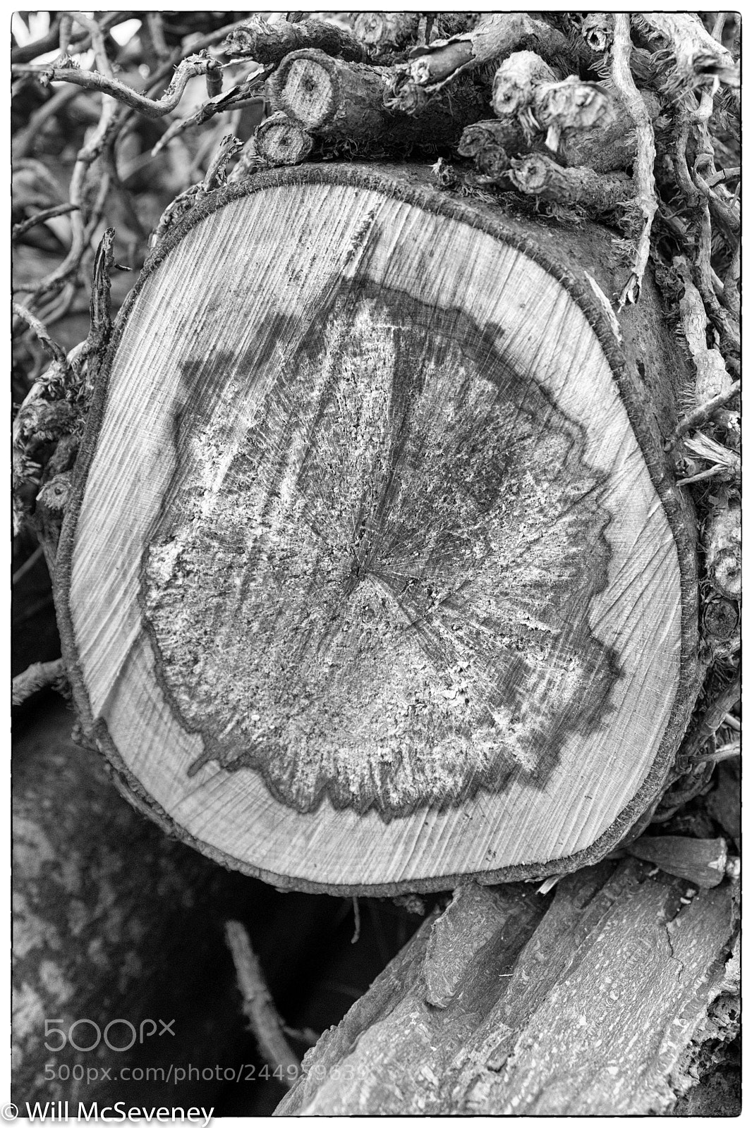 Fujifilm X-T2 sample photo. Tree 1 photography