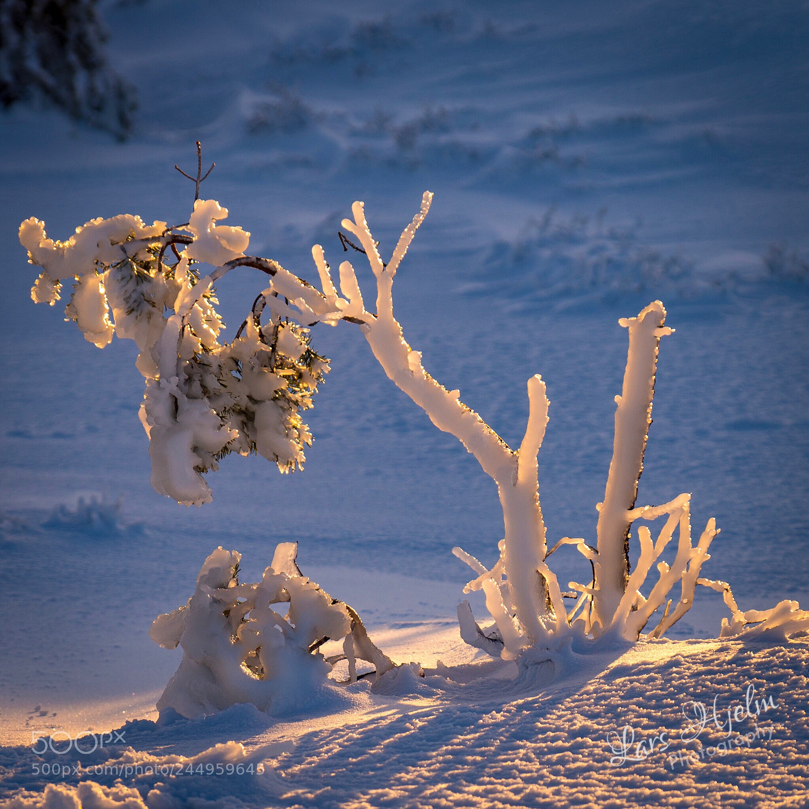 Sony SLT-A99V sample photo. Ice art by nature photography