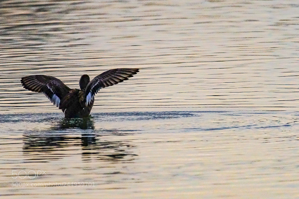 Sony SLT-A99V sample photo. Swing your wings. photography