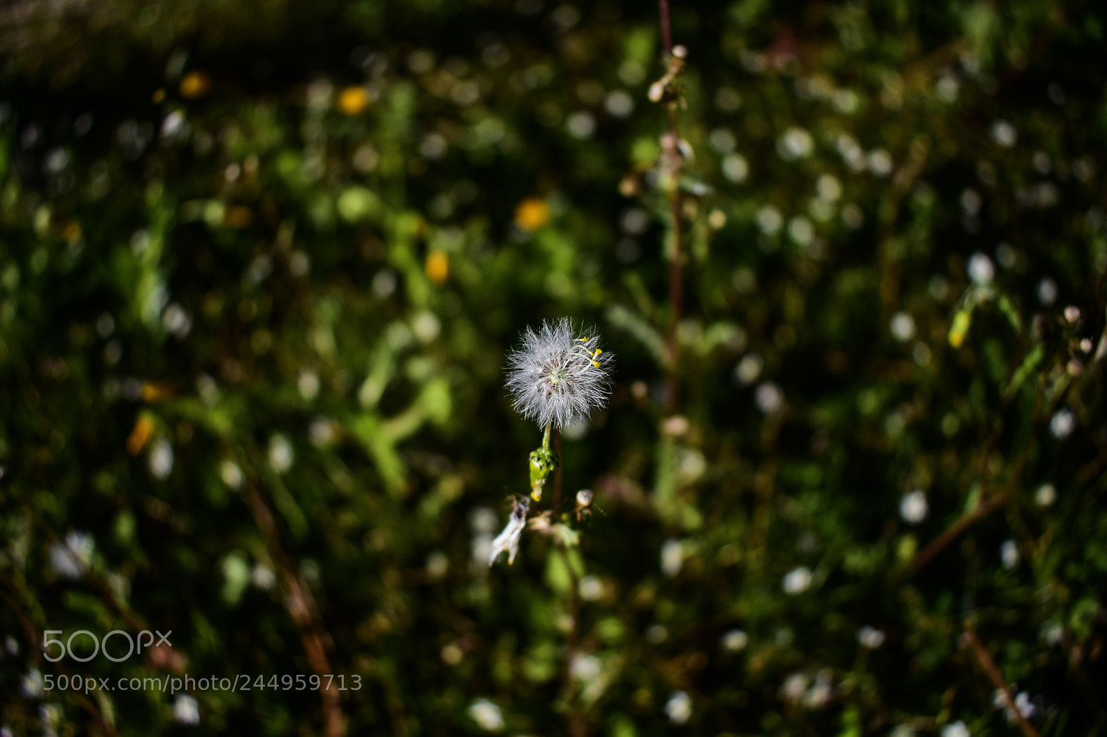 Nikon D3400 sample photo. “far away macro” photography