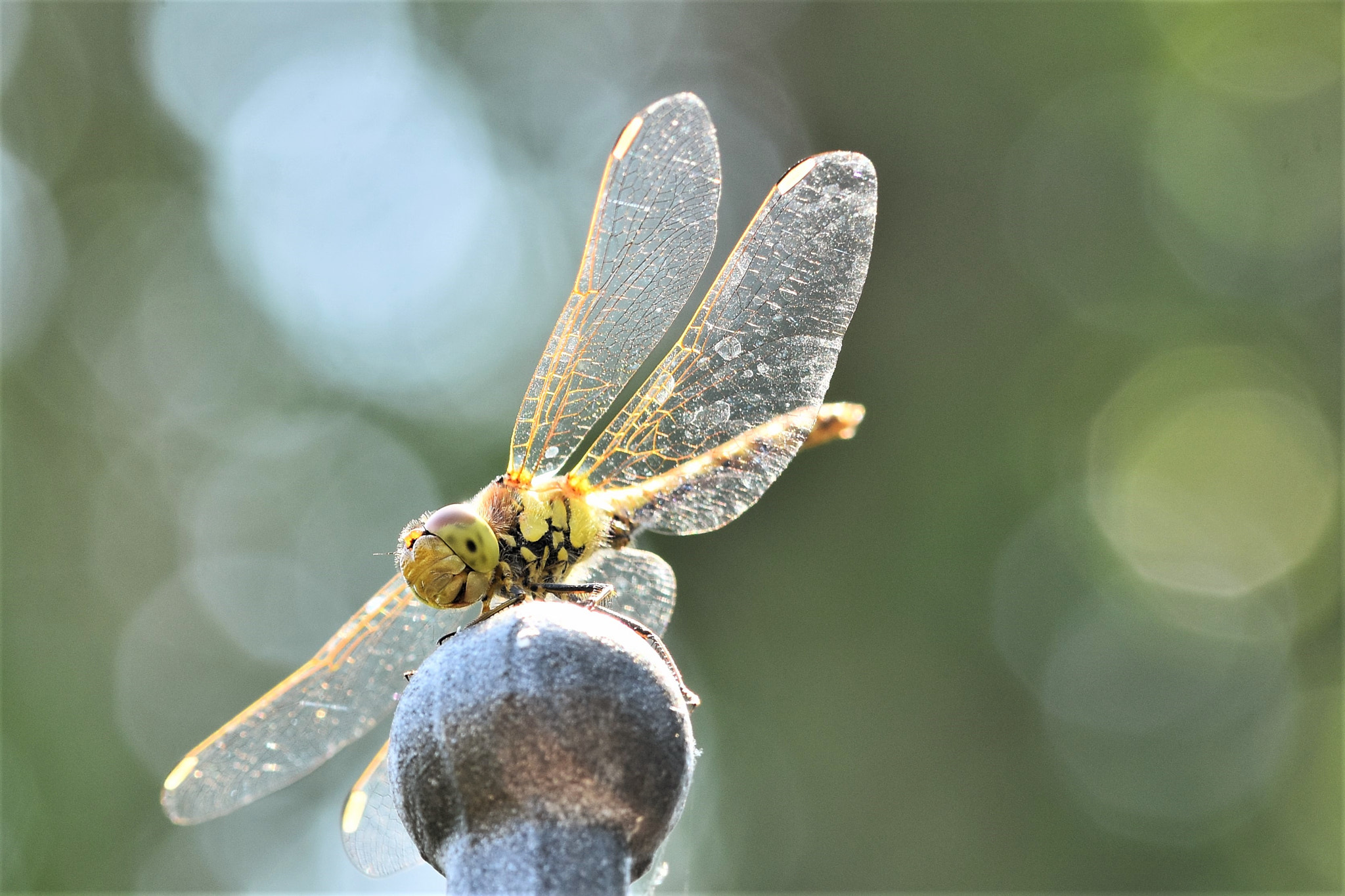 Sigma 105mm F2.8 EX DG OS HSM sample photo. Over the top photography