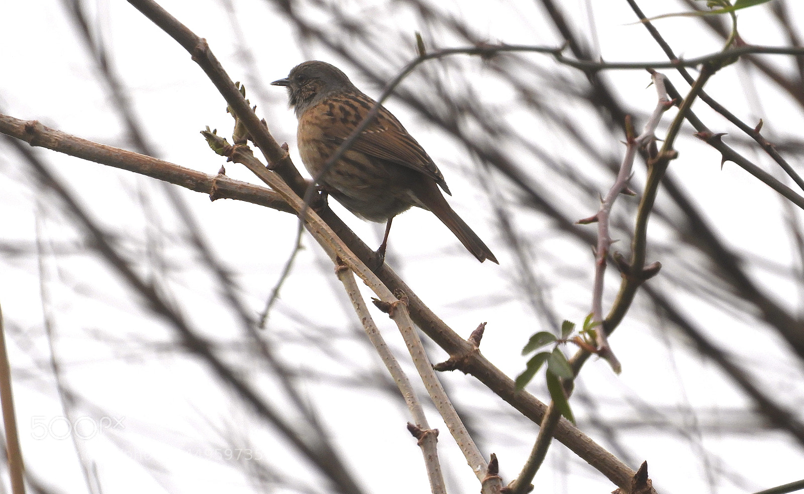 Nikon Coolpix B700 sample photo. Dunnock photography